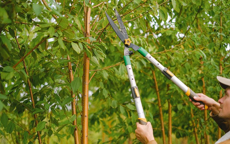 Tree trimming in Mount Ayr, IA