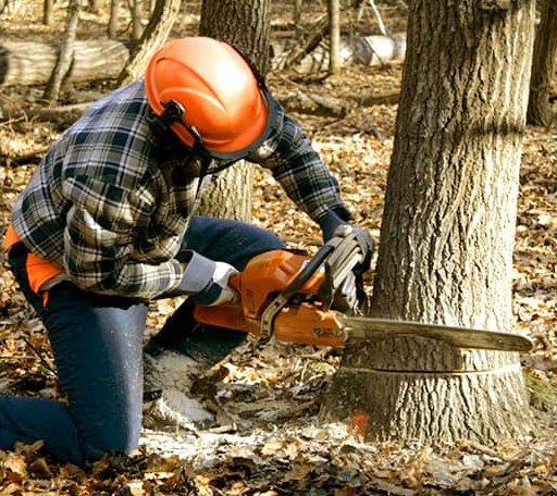 Tree Removal in Mount Ayr, IA
